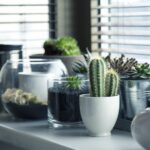 Le cactus : le nouveau cadeau original incontournable