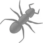 insectes