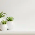 Plante