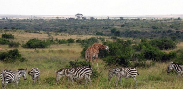 2 belles activités en groupe à prévoir pendant un séjour sur mesure au Kenya