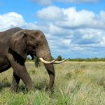 Un séjour en Afrique du Sud pour découvrir sa richesse naturelle