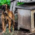Comment bien choisir une niche pour chien ?