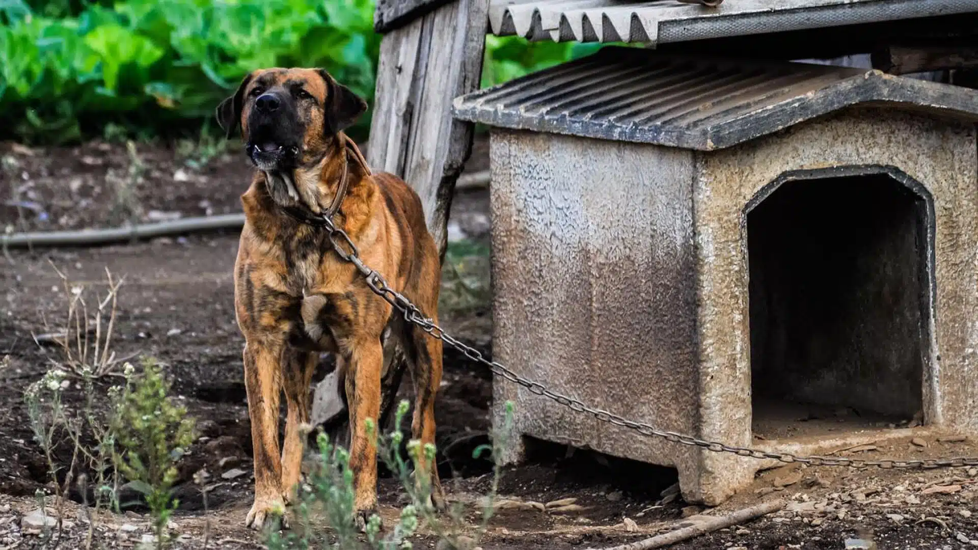 Comment bien choisir une niche pour chien ?