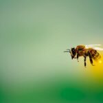 Comment choisir votre professionnel de la désinsectisation sur Toulon ?