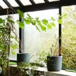 jardin intérieur