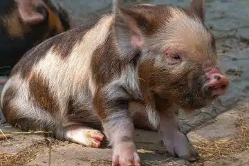 Les étapes clés pour débuter en élevage porcin