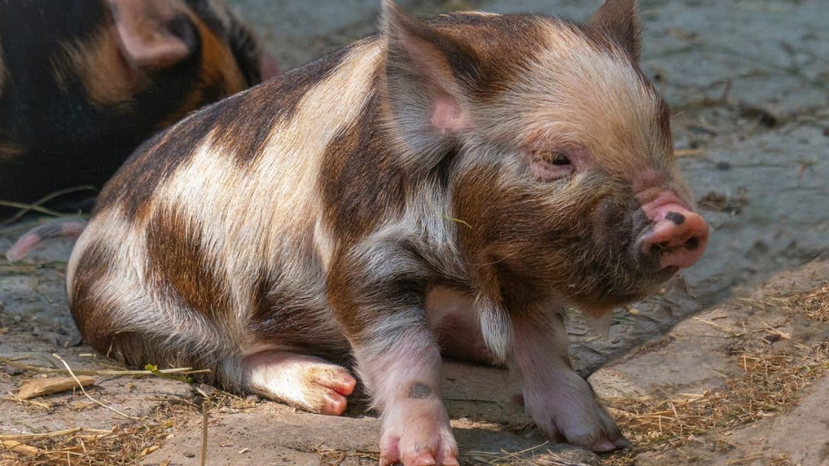 Les étapes clés pour débuter en élevage porcin