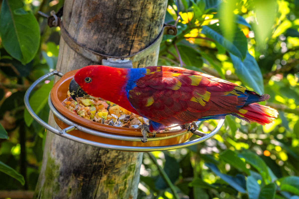 oiseau tropical dans la nature